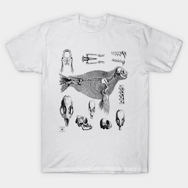 Sea Lion Seal | Ocean Animal Mammal Marine Life T-Shirt by encycloart